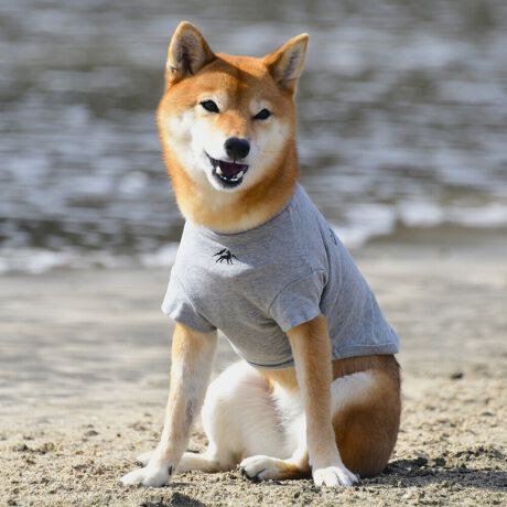 [^:LGE545-2800M]RbgPOOOtBbNsVcBZ߂œ₷EȒPȃx[VbNfłBOɂ̓Ső̂ɃtBbgI͂̎Aql܂ł̖LxȃTCYoG[VłBƑ݂ȂR[fł݂Ƃ̂ȂiFAꏏɒTɍsITCY w(cm) (cm) (cm)XS 23 29`36 20`24S 27 36`42 23`27M 31 42`47 26`30L 35 47`54 30`35XL 40 54`61 35`402XL 50 67`73 41`453XL 60 78`85 49`534XL 70 93`100 58`63DS 31 36`42 23`27DM 35 42`47 26`30BM 31 53`58 35`40BL 33 58`63 38`43CG 47 50`57 34`39yDSzyDMzF_bNXthpyBMzyBLzFt`uhbNpyCGzFR[M[p