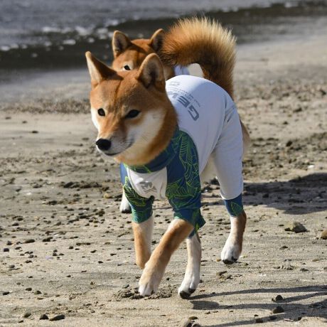 [^:LGE544-4600M][^LGE544-4600MEDIUM]⊴hiꃁg[jƋzM⊴iAR[ނȂǗʂɓ⊴vgHAuSv`xXgb`{tbgV[}Dv̗pADڂŃSȂSnƔQ̃tBbgɂ蓮₷܂B܂AOՕtoeTO{A[ꎞł莋FłXgb`}`tN^[ɂSǋITCY w(cm) (cm) (cm)XS 23 32`36 20`24S 27 35`39 22`262S 29 36`40 22`26M 31 40`44 24`282M 31 44`48 26`303M 35 46`50 27`31L 38 50`54 29`332L 41 54`58 31`353L 43 58`62 33`374L 46 62`66 35`395L 49 67`71 38`42XL 55 71`75 38`422XL 58 79`83 43`473XL 61 87`91 48`524XL 65.5 89`93 52`565XL 70 92`96 57`61DS 31 36`40 23`27DM 35 40`44 26`30BS 29 48`53 33`37BM 31 53`58 36`40BL 33 55`60 39`43CGS 42 48`53 32`36CGM 47 53`58 35`39CGL 52 58`63 38`42HS 34 38`41 18`22HSM 35.5 41`44 20`24HM 37 44`47 21`25HL 40 47`50 23`27yDSzyDMzF_bNXthpyBSzyBMzyBLzFt`uhbNpyCGSzyCGMzyCGLzFR[M[pyHSzyHSMzyHMzyHLzFnEhnp