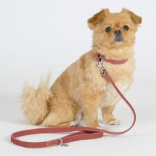 ダウィンチ(Da Vinci)のLDV310 カリプソ　ワックス　レザー　リーシュ　１１０ 【M】 イタリアンレザー　リード