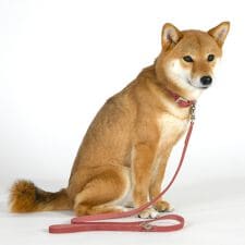 ダウィンチ(Da Vinci)のLDV310 カリプソ　ワックス　レザー　リーシュ　１１０ 【L】 イタリアンレザー　リード