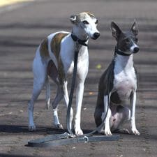 ダウィンチ(Da Vinci)のLDV311 カリプソ　ワックス　レザー　フォー　ツー　ドッグス　５０ 【S】