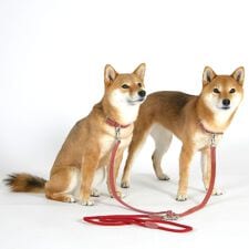 ダウィンチ(Da Vinci)のLDV311 カリプソ　ワックス　レザー　フォー　ツー　ドッグス　５０ 【M】