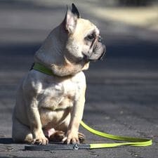 ダウィンチ(Da Vinci)のLDV312 マルゴット　ソフト　レザー　リーシュ　１１０ 【S】 イタリアンレザー　リード