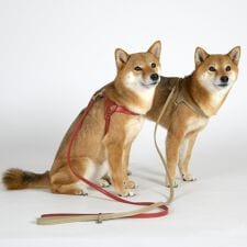 ダウィンチ(Da Vinci)のLDV312 マルゴット　ソフト　レザー　リーシュ　１１０ 【M】 イタリアンレザー　リード