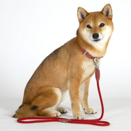 bNXdグ̋vƏvȃ|RbgE[v̑gݍ킹ɂÃ[h͓ɉOł̎gpɓKĂ܂BpIň₷AԂ̎UɍœKłBTCY (cm) Kp(kg)S ω׏d`9kgfL ω׏d`15kgf