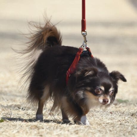 ㎿Ŋ炩ȃAjU[ƐꂽU[h^U[B̓ʂŗDȃRNV́AQ̑fނtłRgXgŜ̖͂wĂ܂BprŃ_ȐFʂ̃n[lX́AsIŌIȊɍœKłBTCY (cm) Kp(kg)XS ω׏d`3kgfS ω׏d`6kgfM ω׏d`9kgfL ω׏d`12kgf