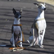 ダウィンチ(Da Vinci)のLDV400 マルゴット　ソフト　レザー　ハーネス 【M】 イタリアンレザー　ハーネス