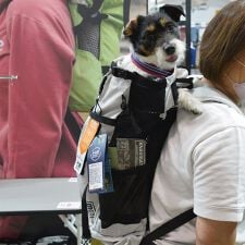 ケーナインスポーツサック(K9 Sport Sack(R))のLKS104 Ｋ９　スポーツサック　ナビゲート 【S】