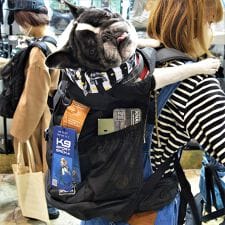 ケーナインスポーツサック(K9 Sport Sack(R))のLKS104 Ｋ９　スポーツサック　ナビゲート 【L】