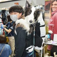 ケーナインスポーツサック(K9 Sport Sack(R))のLKS104 Ｋ９　スポーツサック　ナビゲート 【XL】