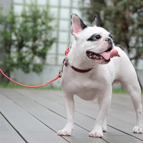 [^:LDV101-3500]C^ÃkobNU[RNVBkobNU[͔ɏ_炩̂łBJ[͂TFA@̏ȉƑɎpIŉKȃACeƂȂĂ܂B@܂AAeB[NVo[ANZT[𑕒ARȕ̎ŏiɖDĂ܂BSăC^AŃnhNtgꂽPOOl@@hłBTCY (cm) Kp(kg)2.5 F16`21cm KTCY̏dikgj`4kg3 F21`26cm KTCY̏dikgj`6kg3.5 F25`31cm KTCY̏dikgj`8kg4 F30`36cm KTCY̏dikgj`10kg