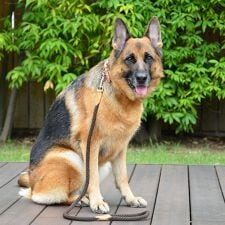 ダウィンチ(Da Vinci)のLDV200 ルクレツァカラー 【5号 5.5号 6号】 イタリアンレザー　ハーネス