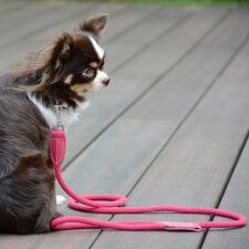 ダウィンチ(Da Vinci)のLDV300 ビアンカコットンロープリーシュ１２０ 【S】 イタリアンレザー　ハーネス