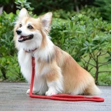 ダウィンチ(Da Vinci)のLDV300 ビアンカコットンロープリーシュ１２０ 【L】 イタリアンレザー　ハーネス