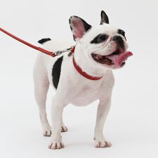 ダウィンチ(Da Vinci)のLDV301 カラードレザーリーシュ１１０ 【L】 イタリアンレザー　ハーネス