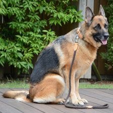 ダウィンチ(Da Vinci)のLDV307 ルクレツァリーシュ 【110】 イタリアンレザー　ハーネス