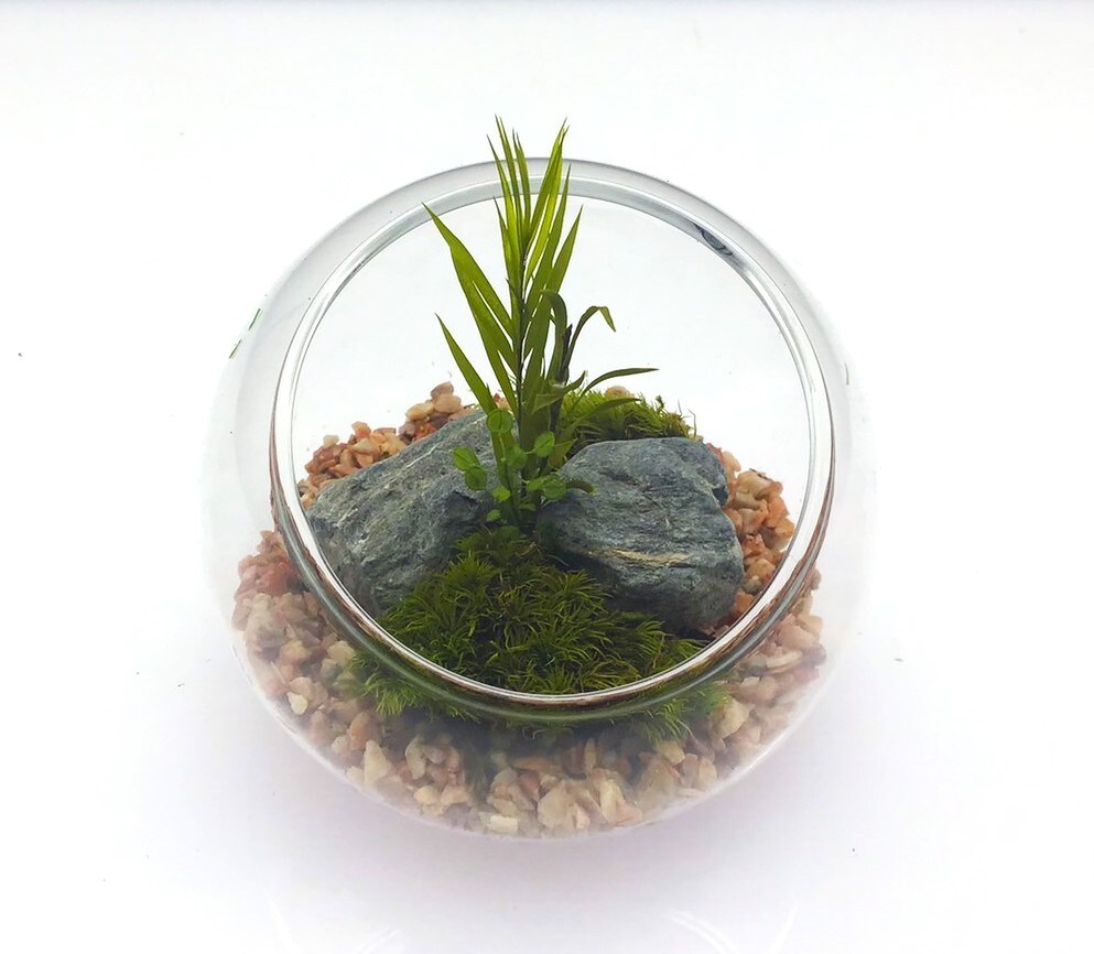 [}C]͂ȂۃeE ۃv 8cm [YsN/pbgiPalettej