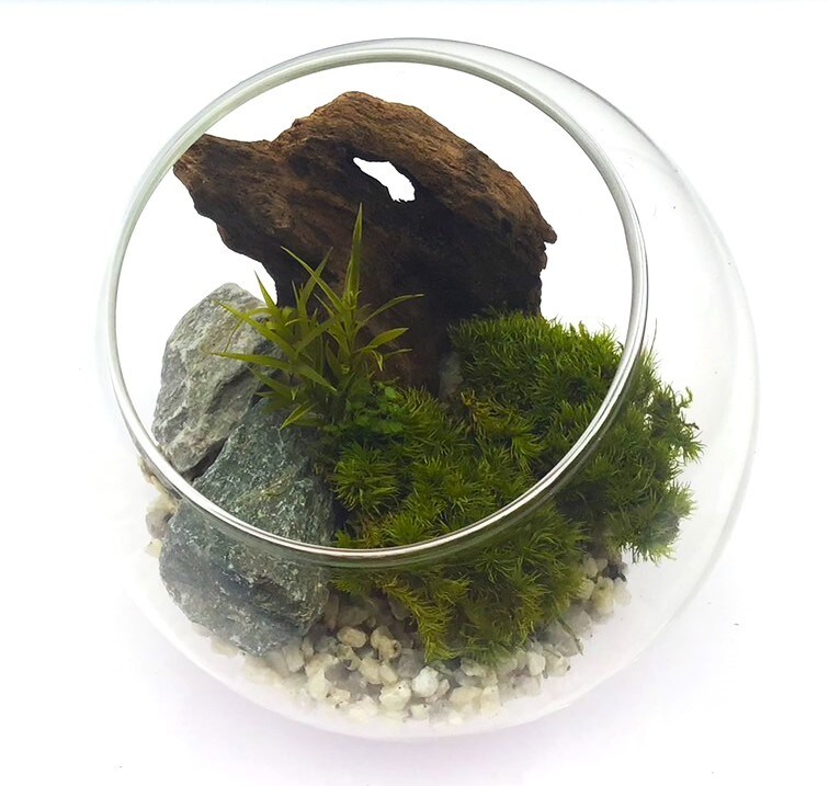 [}C]͂ȂۃeE ۃv 12cmEbhi`/pbgiPalettej