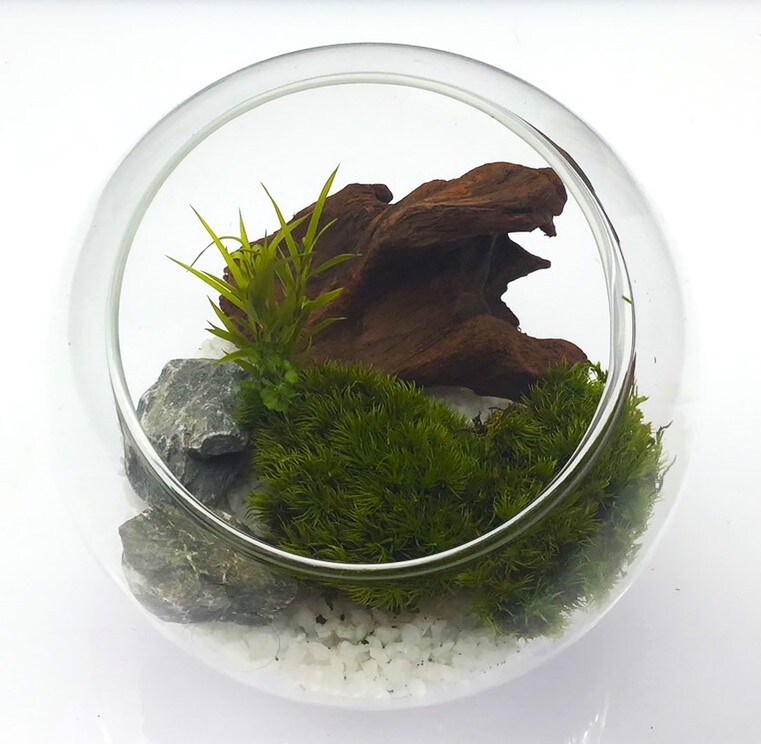 [}C]͂ȂۃeE ۃv 12cmEbhzCg/pbgiPalettej