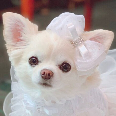 [^:9425] K̖hADȂЂƂ Luxe birdieu{k[ob^v́A㎿Ɖ˔ACiӂwAANZT[B@ׂȌI[KW[ƃTe{dɂdȂA_炩ӂޗ̃tH𐶂ݏo܂Bɂ́AWG[̂悤ɋPrW[6΂炢A󂯂ęzƂ݊܂Bɂ̓Xg[𒚔JɎU΂߁A@ׂȂ߂ƍvXB܂ŕ̃V[̂悤ɉfA܂Ɂĝ߂̃{hłBp[eB[BeATdグ̑ɁBaLOƂʂȓ̑ɓYāA܂ƂŊiʂ̉؂₩ƗD낳o܂B܂ALuxe birdieȂł͓͂̂ɂBob^ɂ́A₳fނgpB@ׂȔтɂSȂAԂ̒płKɉ߂܂BƋ@\˔A^̃OWA[ANZT[B{k[̖ɂӂ킵PAɂƓYāByîm点z̏i2025N925牿i{Ă܂B͂鏤iɂĂ^Oȉꍇ܂ݕ\ĂTCg\i̔iłB \߂܂悤A肢\グ܂B