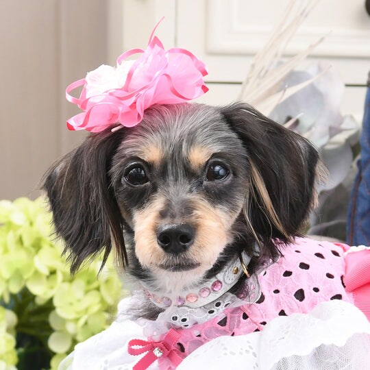 リュクスバーディ Luxe birdie バーディ Luxe birdie シャルマン