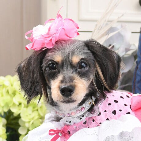 [^:9465]uVF2ob^v́ACiƑ@ׂɂ߂AOWA[ȃwAANZT[łB_炩ȌTeŉꂽI[KW[tAdɂdȂԂт̂悤ɗ̓IȃVGbg`A܂ňւ̍MȉԂ炢̂悤ȑ݊BɂꂽrW[DȋPYAɈẘi炵܂ByɂLuxe birdieIWi̎ob^p[c̗pB@ׂȔт₳ݍ݁Aƃz[hȂAKȂSn܂Bdɂ݂̐SzȂAւ̎v肪߂ꂽłBtH[}ȏʂł̃hXX^C͂ABeHȂǁAʂȃMtgɂӂ킵iBJȎdĂƏ㎿ȑfނDȂABꖳ̍BuVF2ob^v́AƂ̓ʂȎԂɔAʂȂ̂ɂĂwAANZT[łB