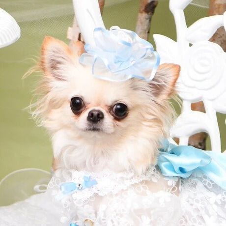 [^:9465]uVF2ob^v́ACiƑ@ׂɂ߂AOWA[ȃwAANZT[łB_炩ȌTeŉꂽI[KW[tAdɂdȂԂт̂悤ɗ̓IȃVGbg`A܂ňւ̍MȉԂ炢̂悤ȑ݊BɂꂽrW[DȋPYAɈẘi炵܂ByɂLuxe birdieIWi̎ob^p[c̗pB@ׂȔт₳ݍ݁Aƃz[hȂAKȂSn܂Bdɂ݂̐SzȂAւ̎v肪߂ꂽłBtH[}ȏʂł̃hXX^C͂ABeHȂǁAʂȃMtgɂӂ킵iBJȎdĂƏ㎿ȑfނDȂABꖳ̍BuVF2ob^v́AƂ̓ʂȎԂɔAʂȂ̂ɂĂwAANZT[łB