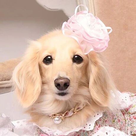 [^:9465]uVF2ob^v́ACiƑ@ׂɂ߂AOWA[ȃwAANZT[łB_炩ȌTeŉꂽI[KW[tAdɂdȂԂт̂悤ɗ̓IȃVGbg`A܂ňւ̍MȉԂ炢̂悤ȑ݊BɂꂽrW[DȋPYAɈẘi炵܂ByɂLuxe birdieIWi̎ob^p[c̗pB@ׂȔт₳ݍ݁Aƃz[hȂAKȂSn܂Bdɂ݂̐SzȂAւ̎v肪߂ꂽłBtH[}ȏʂł̃hXX^C͂ABeHȂǁAʂȃMtgɂӂ킵iBJȎdĂƏ㎿ȑfނDȂABꖳ̍BuVF2ob^v́AƂ̓ʂȎԂɔAʂȂ̂ɂĂwAANZT[łB