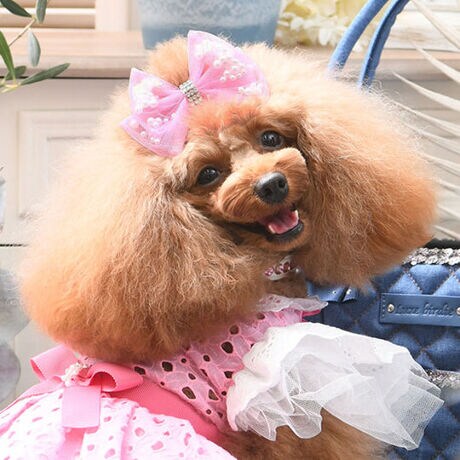 [^:9613]uAGbgob^v́Ay₩ȃ`[Ƀp[Ղƕ߂AD낳Ɖ킹OWA[ȃhbOwAANZT[łB̂`[{́A󂯂邽тɂӂƋPAU΂߂ꂽp[܂ŕ΂̂悤ȏiȑ݊܂BɓYꂽrW[߂A̕\ɐꂽۂvXĂ܂B̂fUCłȂApɂDĂ܂BтDz[h邽߂ɁAɂ͒ɂȂɂ̗pBтɂAԂ̒pKłBmƂ̃R[fBl[g₷AhXX^C͂AVvȂmɂ؂₩YĂ܂BoALOBeAp[eB[ȂǁAʂȃV[ɂ҂BiłȂ爤炵YȂuAGbgob^vBʂɂɂ߂́AÑANZT[łB