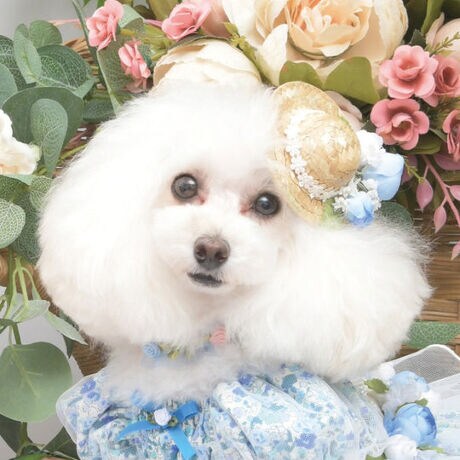 [^:9799]܂ŕ̒яoĂ悤ȁA}eBbNȘȂ܂̃wAANZT[uWF[V|[vBi`ȕXg[fނx[XɁA_炩ȃ[X{Ƒ@ׂȃt[AWgґɂ炢܂B؂₩ȃ[YƏԂ̃oX▭ŁA܂Ńp̉ԎsꂩCXs[V𓾂̂悤ȋCifUCBi`eCXgłȂAꂽD낳˔ĂAlׂĂ̐S䂫܂Bɂ傱Ƃ̂邾ŁAӂ̂UCɂȂoX^CɑςBsNjbNAJtFAł̂т߂ߌAʂȎBeȂǁA܂܂ȃV[ňEL̖͂ĂĂ܂B㎿ŉȕ͋Cy݂ɂ҂́ANVJŕiiYwAANZT[łBFႢőāA̓̋CR[fBl[gɍ킹Ċyނ̂߂łB