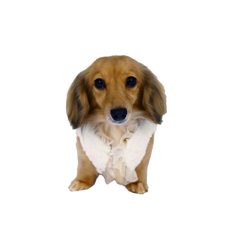 [^:9675]܂Ő̂悤ɁAƕݍޗDʂ\\ul[WxXgv́AӂƂGRt@[ɑ@ׂȃtAiŌy₩ȃxXgACeB_炩̗ǂfނÂ炾D݁A邽тɃNXȋCo܂B݌␞ɂVA[ȃI[KW[tA肰Ȃhĉ؂₩vXB{^JŒEX[YɍsAs[XgbvXɏd˂ĂAVGbgۂ܂BG߂킸AV[łƉHD̂́B[ړ̑̉ɂ߂łB[΍AړABeAtH[}ȂoACxgȂǉHD邾ŃX^CɋCiYA[h[uɂЂƂ͎ĂiBul[WxXgvŁA肰ȂOWA[y݂BTCY\SSTCYF22~35~14cmSTCYF25~39~15cmMTCYF28~44~17cmLTCYF32~49~20cm