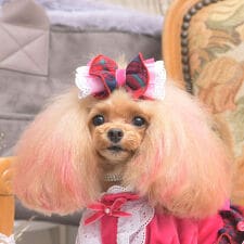 リュクスバーディ(Luxe birdie)のアイナバレッタ